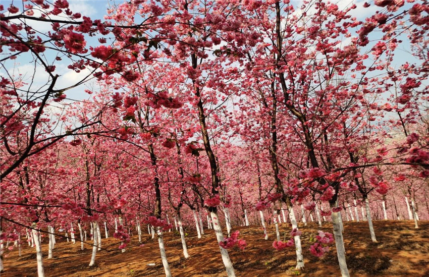 k8.com(中国区)官方网站